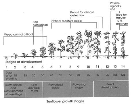 http://agriculture.kzntl.gov.za/portal/publications/look_n_do/sunflower_production/sunflower_dev_stages.gif