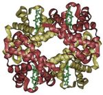 A schematic of hemoglobin. The ribbon parts represent the protein globin; the four green parts are the heme groups.