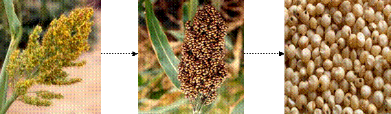 Sorghum bicolor,Holcus bicolor L.10:1Extract photo picture image img,Sorghum bicolor,Holcus bicolor L.10:1Extract photo picture image img