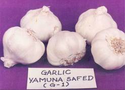 http://www.nhrdf.com/htmlfiles/Garlic/images/GarlicVariety_Yamunasafed1.jpg