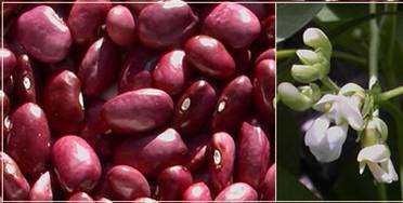 http://www.darrolshillingburg.com/GardenSite/Images/webImages/beans/tarahumaraBeans.jpg