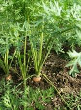 The lacy foliage of a carrot plant, www.sxc.hu