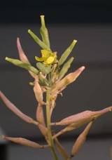 Brassica rapa, Fruit