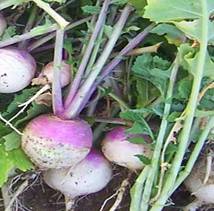 Purple Top White Globe Turnip