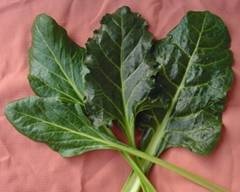 swiss chard