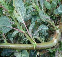 Amaranthus spinosus - Spiny amaranth, pakai kuku - 080531-5031