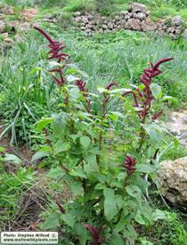 http://www.maltawildplants.com/AMAR/Pics/AMRCD/Amaranthus_caudatus_%5BIMG_6810%5D.jpg