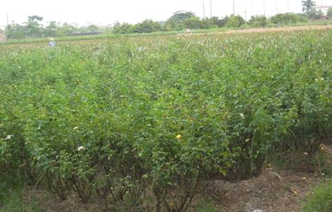 A field of mostly pink roses, Hanoi, Vietnam, Vietnam