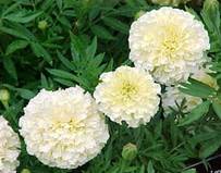 http://www.greenscenelandscape.com/images/Plants/Tagetes_erecta.jpg