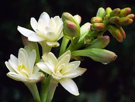 http://www.profumo.it/images/foto_grandi/tuberose.jpg